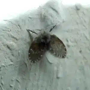 article cover flieswebp