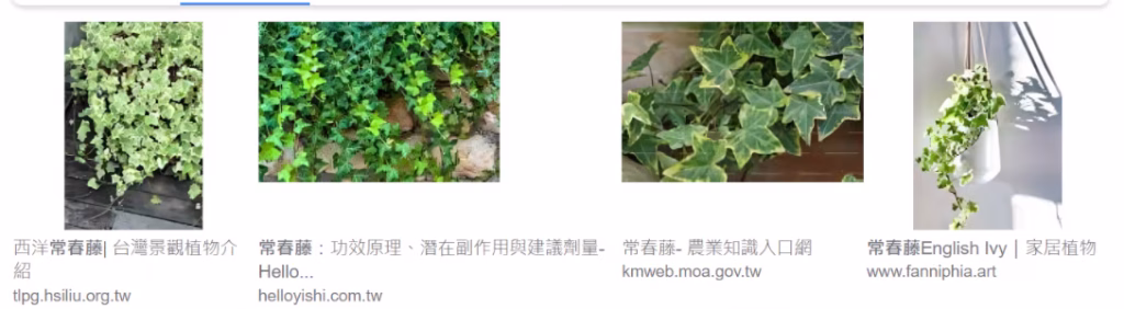 厕所 装修必备 - 常春藤空气净化植物，去除甲醛，抑制霉菌，浴室 设计健康之选，洗手间 清洁必备