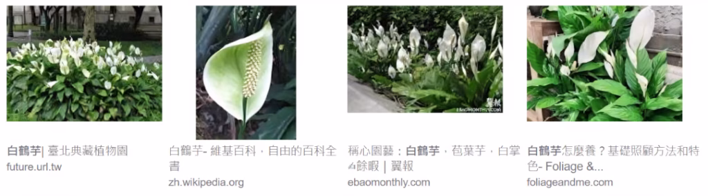 厕所 装修新选择 - 白鹤芋滤毒素植物，减少霉菌，浴室 设计必备，洗手间 清洁小帮手，空气净化专家，健康美丽的家居装饰