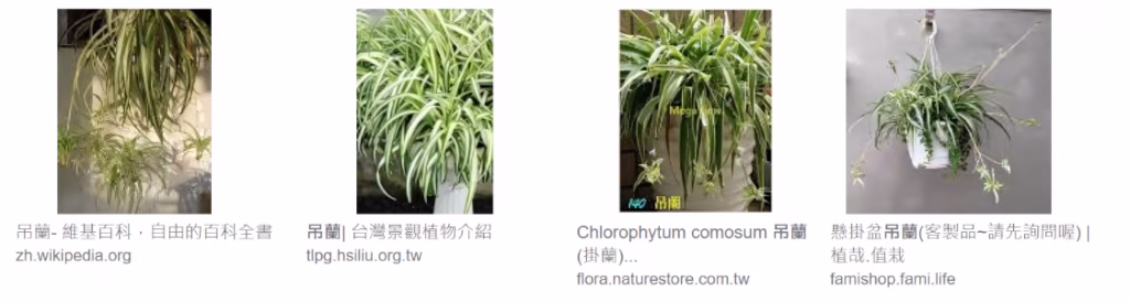 厕所 装修新选择 - 吊兰空气净化植物，去甲醛，浴室 设计必备，洗手间 清洁小帮手，空气净化专家